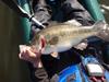 Fish 2 pic 2  small  thumb