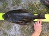 Fullsizeoutput 168a thumb