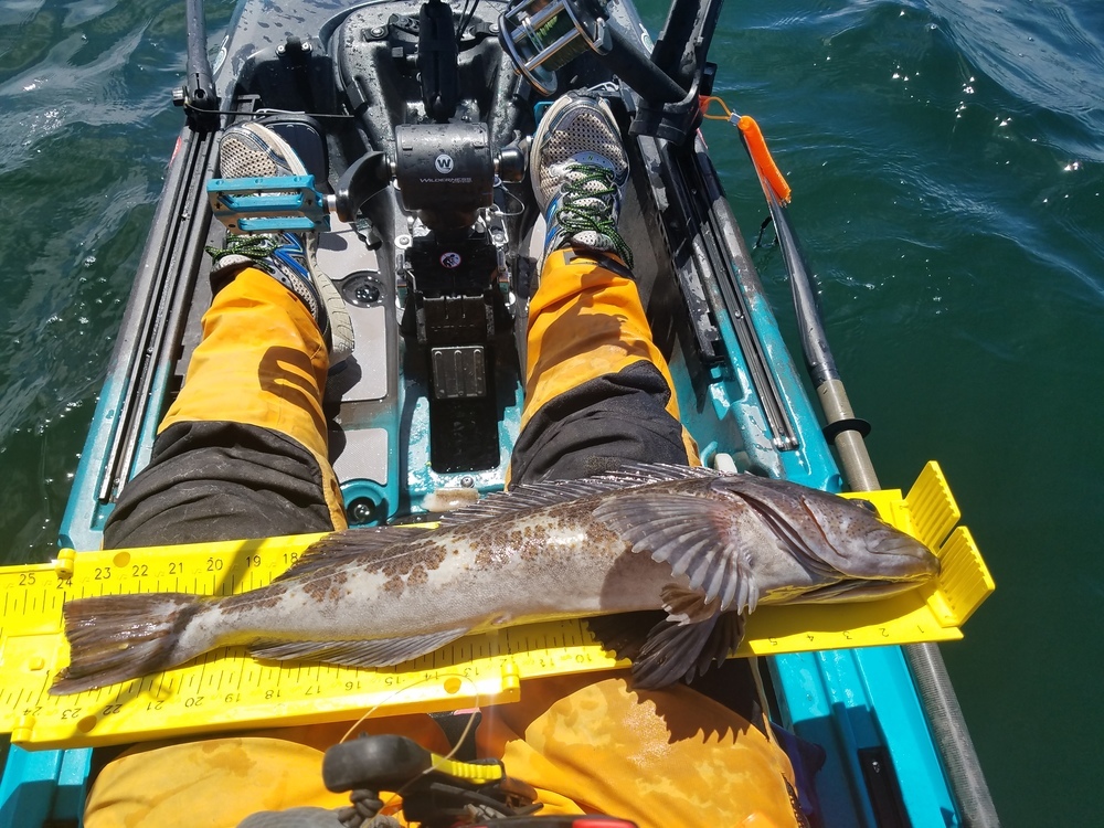 24 inch ling