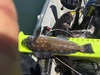 15 inch greenling thumb