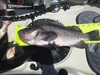16 inch rf thumb