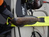 Greenling  16.00  5 16 18  scove thumb