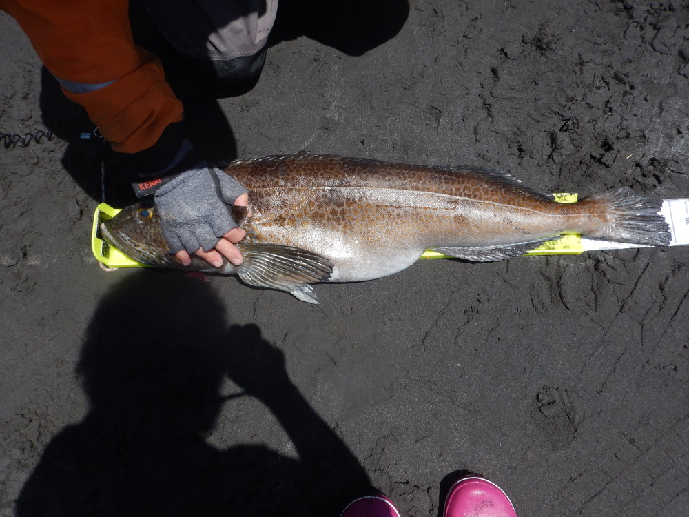 Ling  36.75  5 18 18  scove
