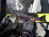 Black  18.25  5 19 18 scove thumb