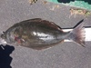 Halibut 28.5 thumb