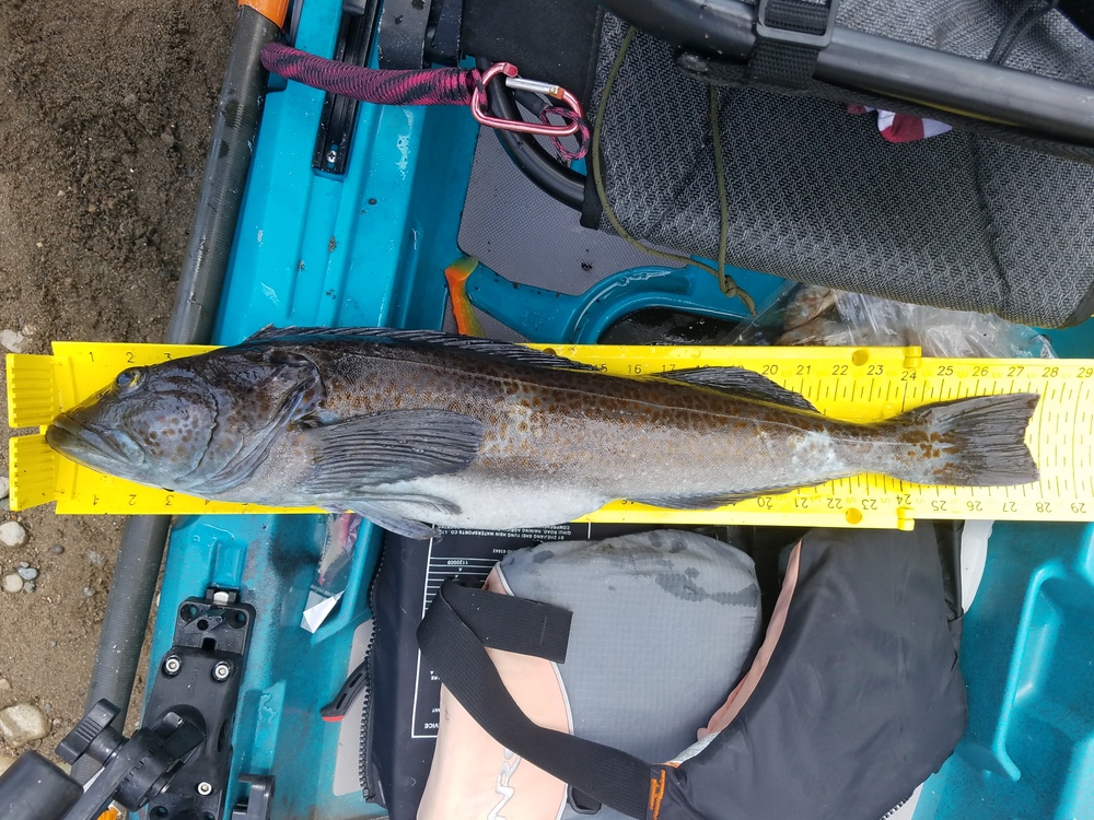 28 inch ling