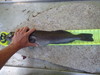 P7220129 thumb