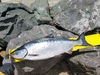 31 inch salmon thumb