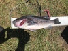 20.25 black thumb