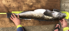 36177c17 8291 4142 89ca 2dfe3ab78b27 thumb