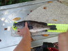 Rockfish thumb
