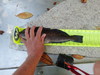 Sea trout thumb