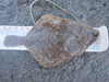 Petrale sole  16 in.  9 16 18 thumb