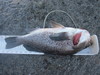 Rockfish  19.25  9 16 18 thumb