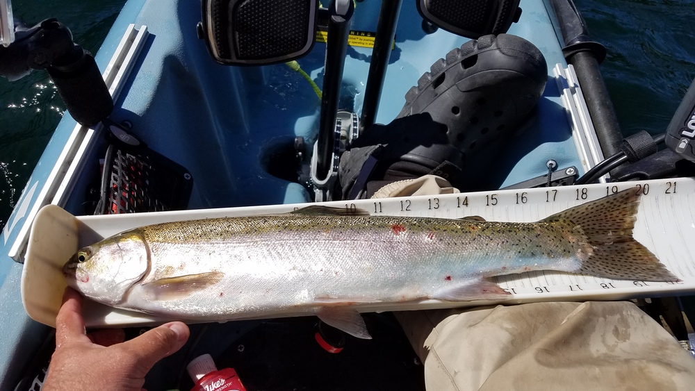 Jaoty rainbow