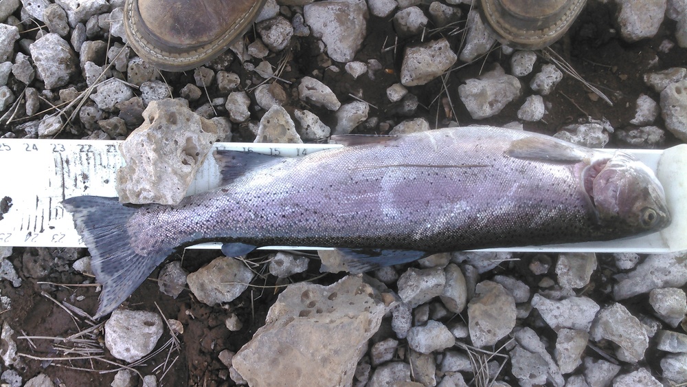 Kimg0612