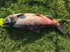 Chinook 33 plus thumb