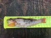 Kelp greenling female thumb