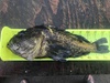 China rockfish thumb
