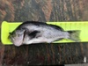 Black rockfish thumb