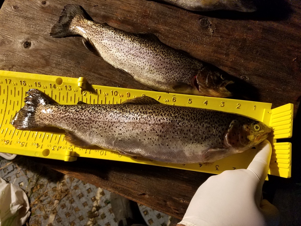 16.25 inch