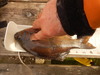 Doran beach  12.00  perch thumb