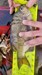 20190211 151423 907x1612 thumb