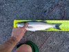 Striped bass 3 31 2019 thumb