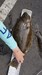 20190413 172654 907x1612 thumb
