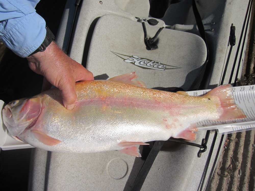Lighting trout  22.50  lake amador  4 24 19
