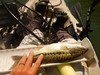 Large mouth bass   new melones  4 26 19 thumb