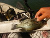 Crappie  new melones  4 26 19 thumb