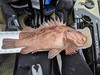 Img 20190504 095534 thumb