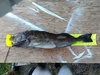 Lingcod 5 4 2019 thumb