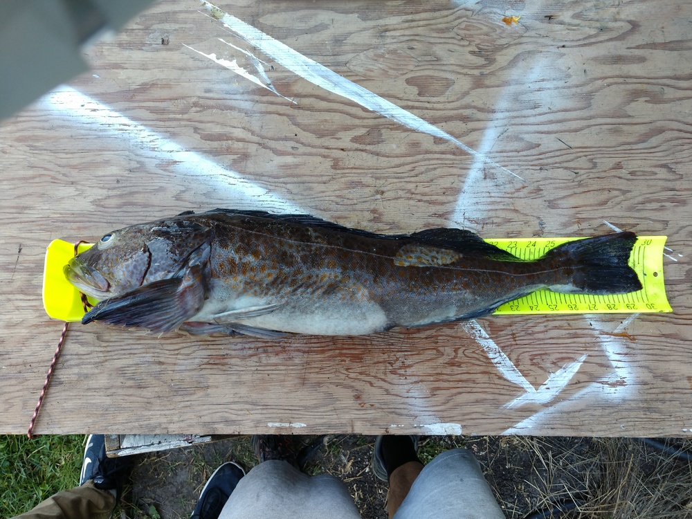 Lingcod 5 4 2019