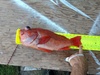 Rockfish 5 4 2019 thumb