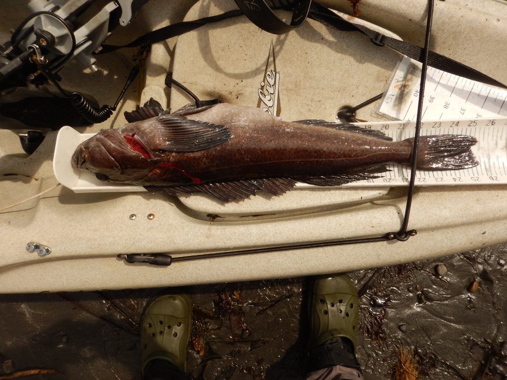 Ling  25.25  scove