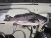 Black  scove  17.75 thumb
