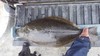 Halibut 1 thumb