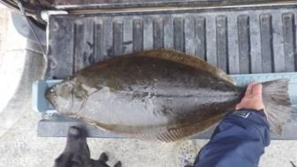 Halibut 1