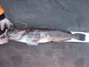 Lingcod  32 in  6 30 19  scove thumb