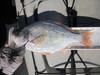 Perch  14.50  6 30 19  scove thumb