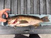Rockfish july 6  2  thumb