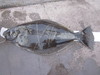Full shot pic. 36.50 hali. 9 17 19 thumb