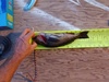 Greenling 10 6 2019 thumb