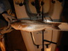 Striper  26.50  del valle  11 8 19 thumb