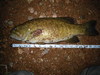 Aoty smallie 1 thumb