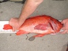 Twenty and one half inch verm thumb
