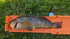 Greenling6202020 1 thumb