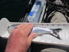 Kokanee thumb